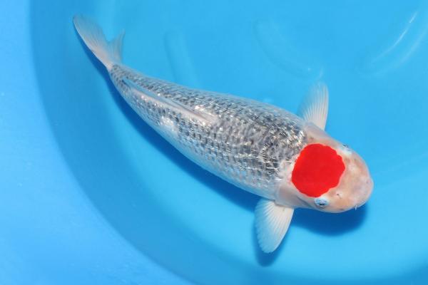 丹頂銀鱗五色♀　48㎝