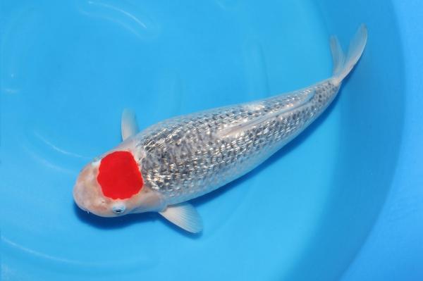 丹頂銀鱗五色♀　48㎝