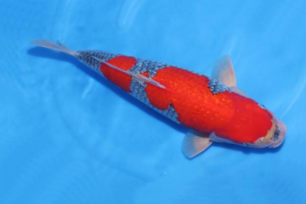 銀鱗五色♀　44㎝