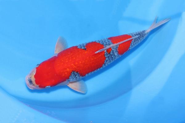 銀鱗五色♀　44㎝