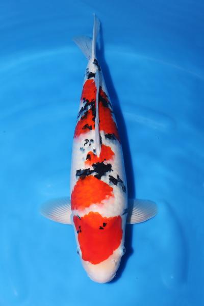 大正三色♀　52㎝