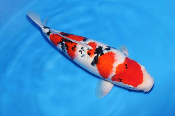大正三色♀　52㎝