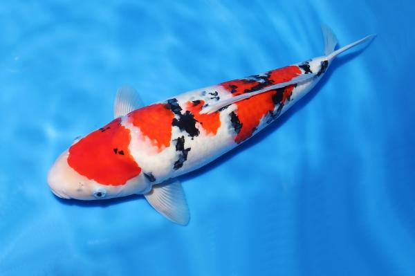 大正三色♀　52㎝
