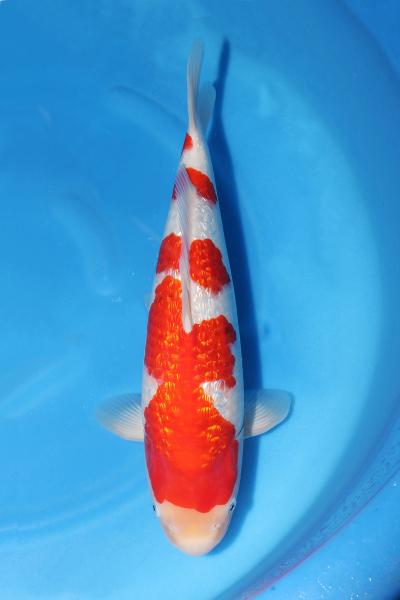 銀鱗紅白♀　46㎝