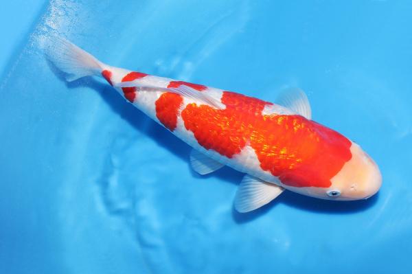 銀鱗紅白♀　46㎝