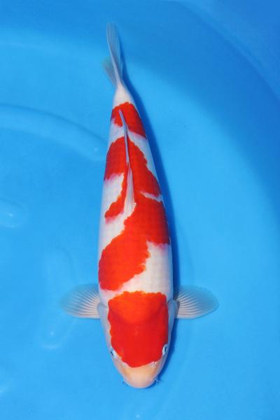 紅白♀　44㎝