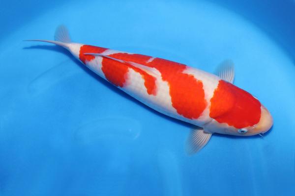 紅白♀　44㎝