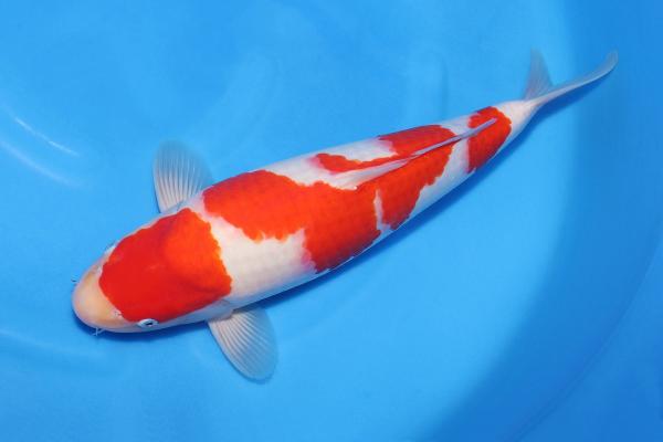 紅白♀　44㎝