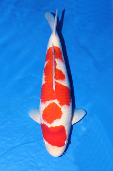 紅白♀　48㎝