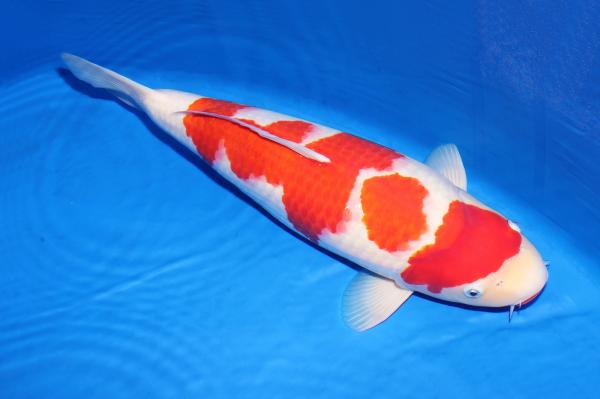 紅白♀　48㎝
