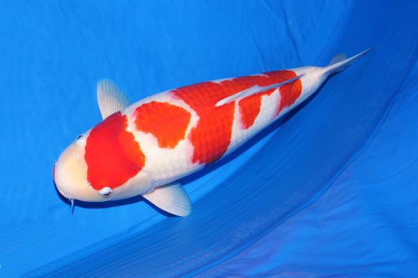 紅白♀　48㎝