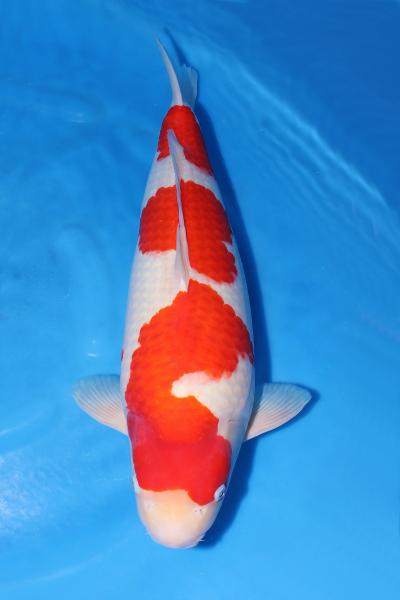 紅白♀　60㎝