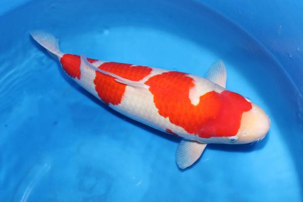 紅白♀　60㎝