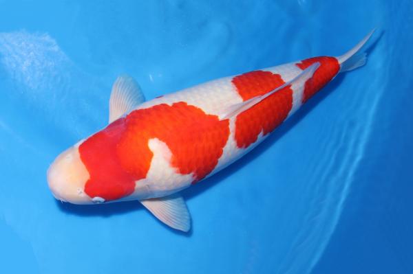 紅白♀　60㎝