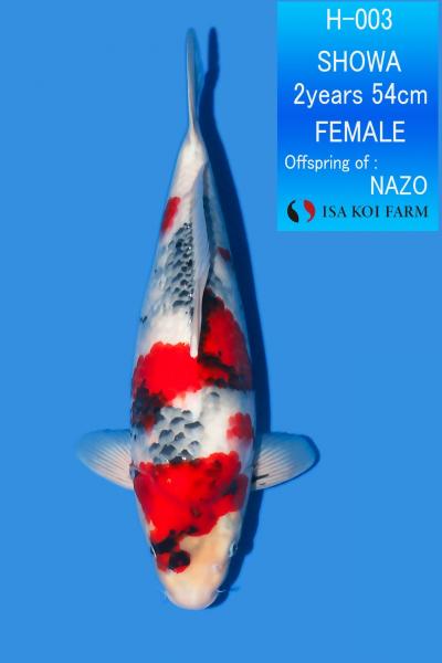 昭和♀　54㎝