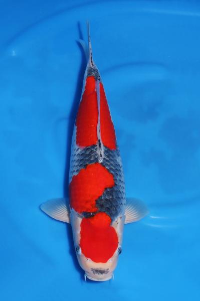 五色♀　45㎝