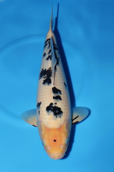 べっ甲♀　48㎝