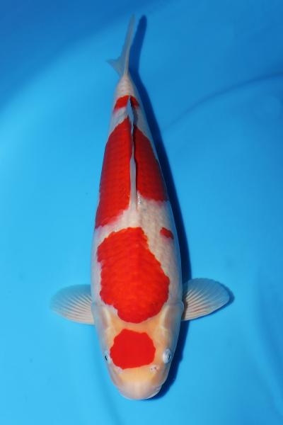 紅白♀　52㎝