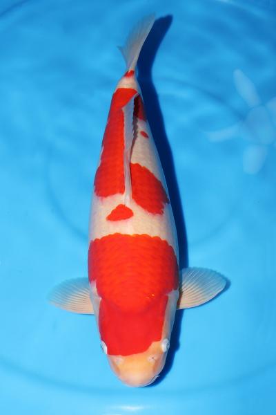紅白♀　52㎝