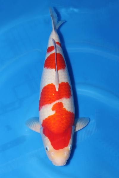 紅白♀　50㎝