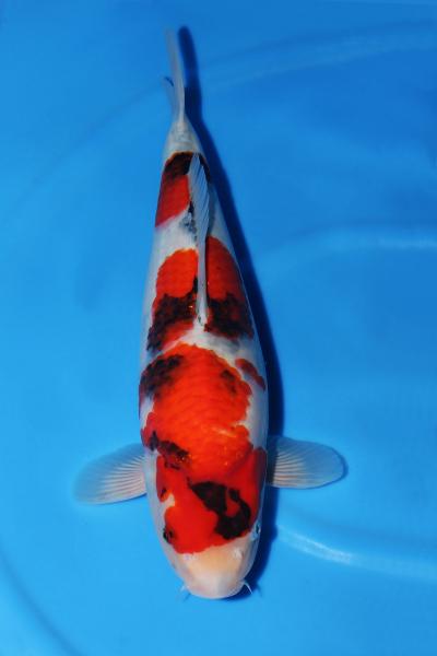 昭和♀　52㎝