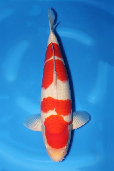 紅白♀　49㎝