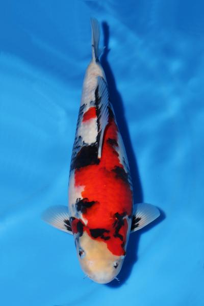 昭和♀　46㎝