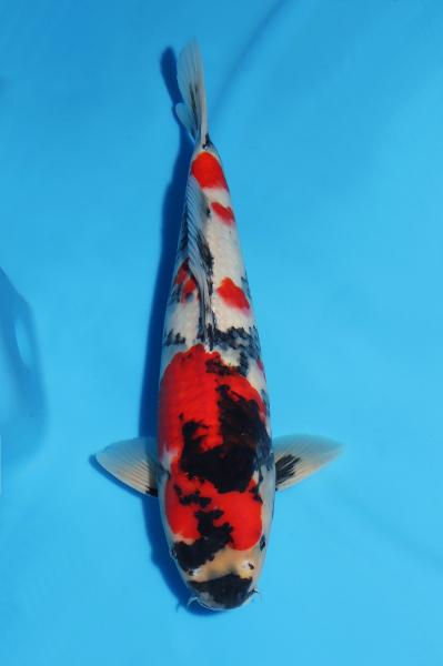 昭和♀　43㎝