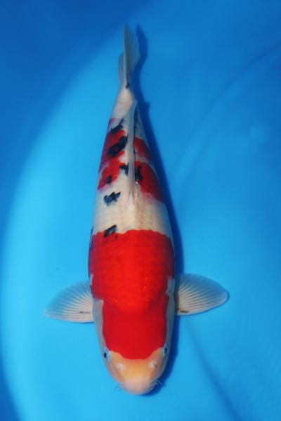 大正三色♀　48㎝