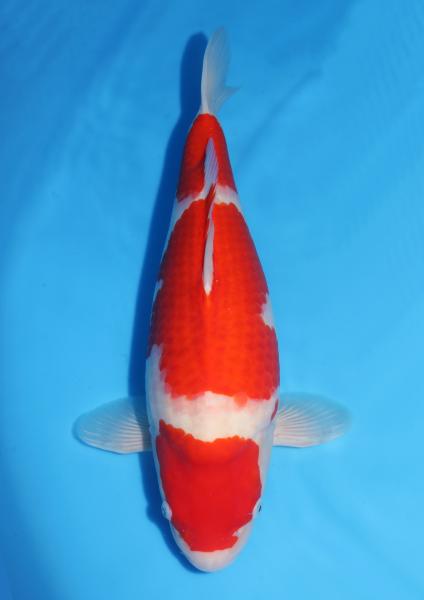 紅白♀　51㎝