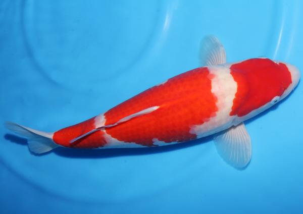 紅白♀　51㎝