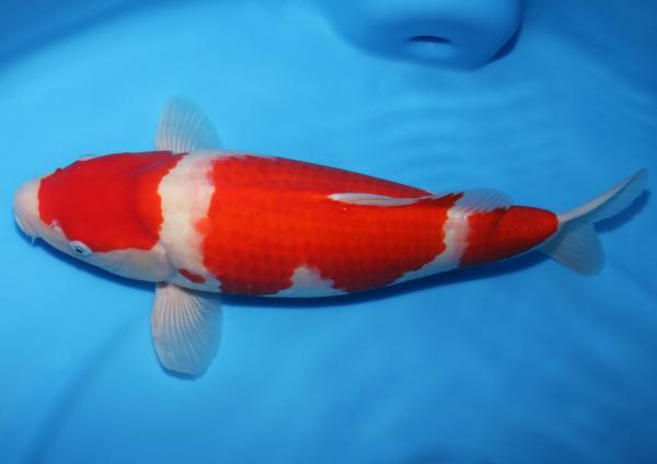 紅白♀　51㎝