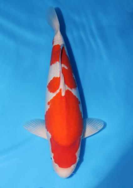 紅白♀　52㎝