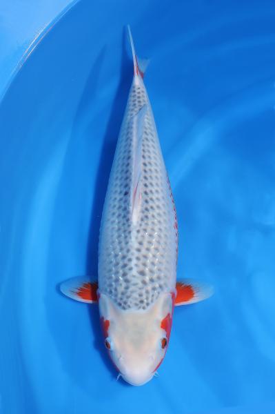 浅黄♀　　46㎝