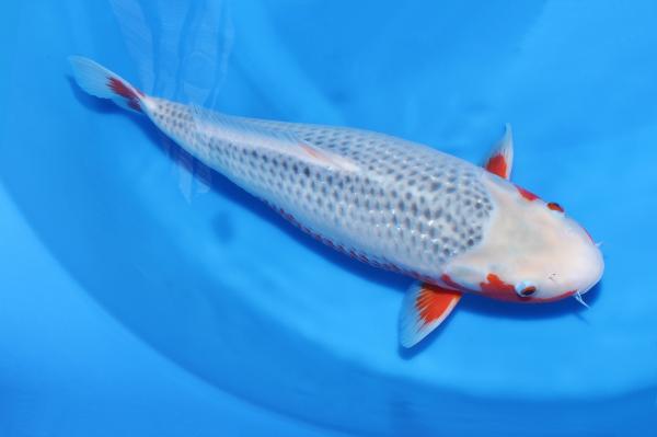 浅黄♀　　46㎝