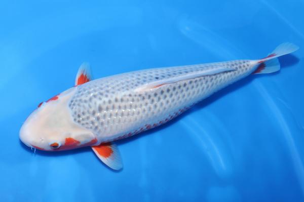 浅黄♀　　46㎝