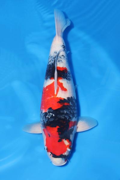 昭和♀　　50㎝