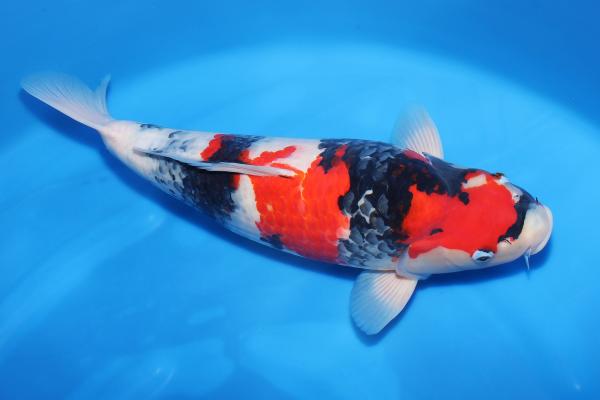 昭和♀　　50㎝