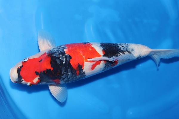 昭和♀　　50㎝