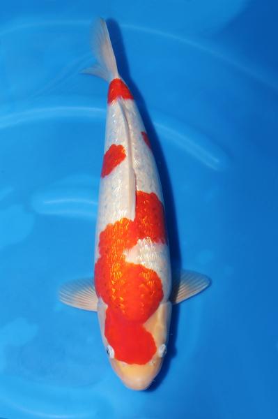 銀鱗紅白♀　　50㎝