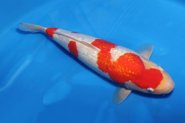 銀鱗紅白♀　　50㎝