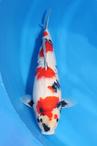 昭和♀　　46㎝