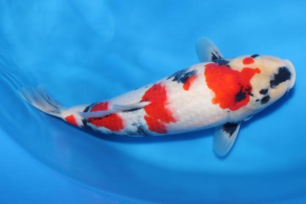 昭和♀　　46㎝