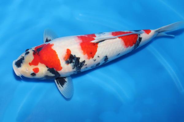 昭和♀　　46㎝