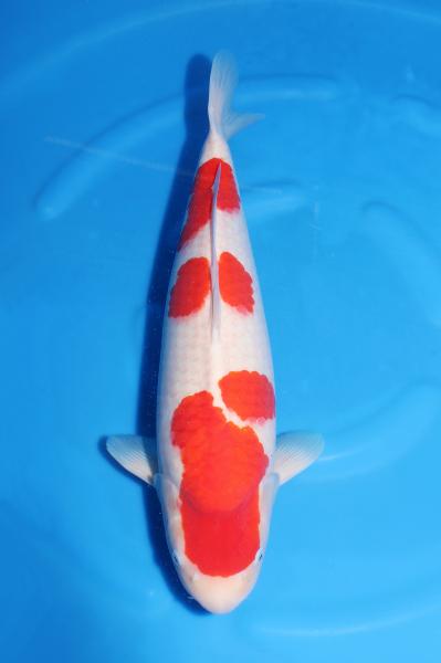 紅白♀　　53㎝