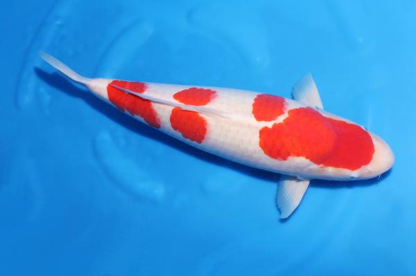 紅白♀　　53㎝