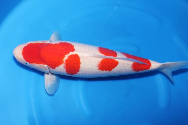 紅白♀　　53㎝