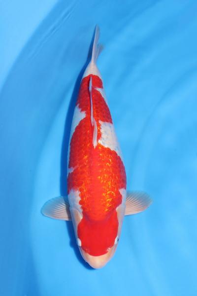 銀鱗紅白♀　　50㎝