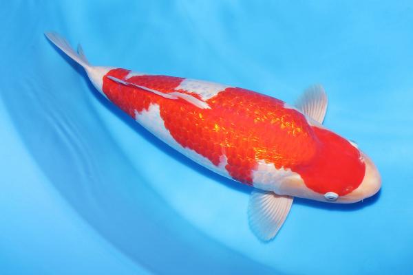 銀鱗紅白♀　　50㎝