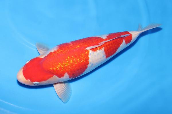 銀鱗紅白♀　　50㎝